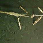 Image result for Urochloa leersioides