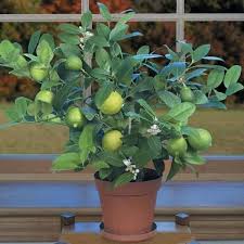 When does a lime tree produce fruit. Buy Key Lime Trees For Sale Online Garden Goods Direct