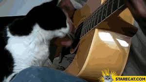 The perfect listeningtomusic jerry cute animated gif for your conversation. Cat Listening To Guitar Gif Animation Starecat Com