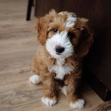 Our labradoodle pups for sale are born and raised in our home with other dogs, pets and children ensuring your puppy has the best possible start and are used to a busy home. Best Australian Labradoodle Breeders 2021 Top 13 We Love Doodles