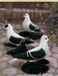 Black And White Pigeon Pictures Black White Barred Swallow Pigeons By Gary Romig Pet Pigeon Pigeon Breeds Pigeon Pictures