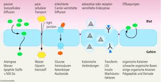 Außerdem hält diese physiologische barriere das spezielle innere. Wirkort Gehirn