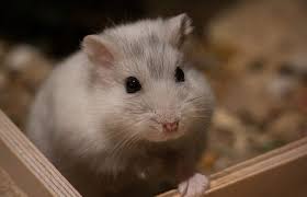 Cara membuat rumah rumahan untuk hamster. Cara Membuat Kandang Hamster Yang Nyaman Dan Memadai Star Farm International