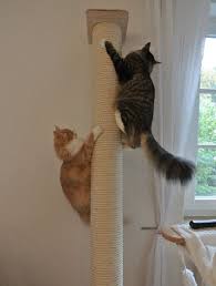 Goldtatze Designer Natur Kratzbaume Und Katzenzimmer Katte Katte Ting