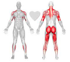 As both a stretching and strengthening asana this requires the pronator muscle of the forearm to engage the internal rotation of the lower arms, as the rotator cuff muscles (teres major and. Downward Facing Dog Exercise Technique Definition Freetrainers Com