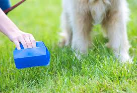The Importance and Safety of Proper Dog Poop Cleanup