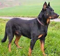 Well, in february 2017, i was given the opportunity to adopt my first beauceron, a female, rust and tan, who i named mercedes. Beauceron Puppies For Sale Beaucerons Dogs For Sale