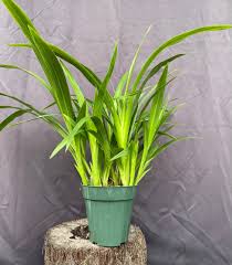 Image result for Tristemma leiocalyx