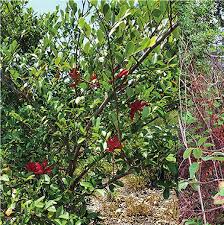 Image result for Xylopia lukei