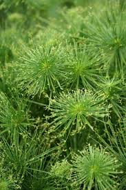 Image result for Cyperus kirkii