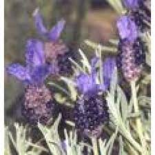 Lavender Flower In Urdu Best Flower Wallpaper