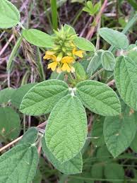 Image result for Rhynchosia albissima