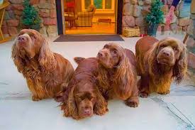 Image result for sussex španěl