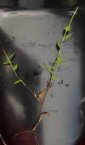 Image result for Arthraxon lancifolius