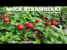 Image result for Duchesnea indica