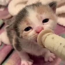 happy baby with the wiggly ears video in 2020 cute baby animals cute baby cats cute cats