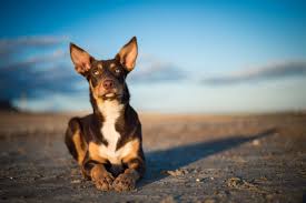 Beach christmas decorations australian kelpie. Australian Kelpie Dog Facts Lovetoknow