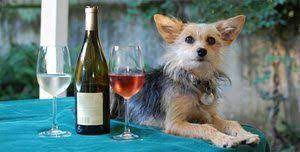 Canines Uncorked Humane Society Canine Dog Friends