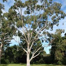 Image result for Eucalyptus citriodora