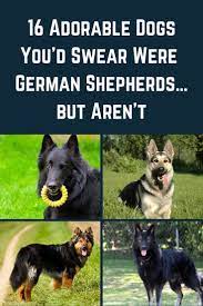 16 Adorable Dogs Youd Swear Were German Shepherdsbut Arent German Shepherd Dogs Cute Dogs