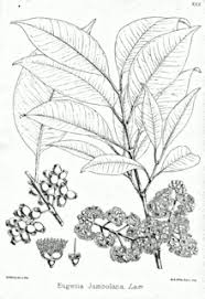 Volwassen planten zullen tolereren meer extreme temperaturen. Syzygium Cumini Wikipedia