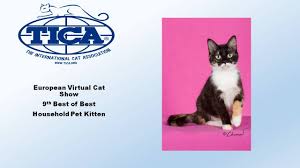 Meow renaissance tica cat show a firenze 14 e 15 marzo tuscany hall. Virtual Tica Cat Show Europe Home Facebook