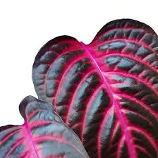 Image result for Iresine