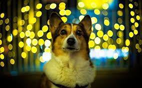 Install free backgrounds hd wallpapers on android & ios! Inspiration 43 Hd Wallpaper Dog