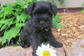 Their high intelligence and eagerness to please means they pick up on things quickly. Akc Black Miniature Schnauzer Puppy Russell Homestead Llc