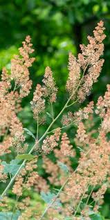 Image result for Macleaya