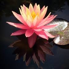 Image result for Nymphaea
