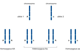 How Do Alleles Determine Traits In Genetics