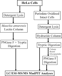 Combining Results From Lectin Affinity Chromatography And