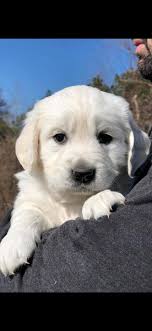 English golden retrievers puppies for sale and dogs for adoption in georgia, ga. English Cream Goldens Home Facebook