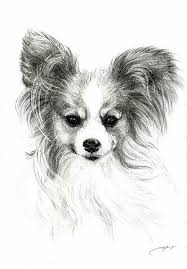 Baby Black And White Papillon Pin By Beachbelle On Malarbilder Dog Drawing Papillon Dog Dog Paintings