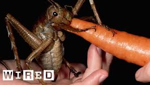 The chinese mantis eats the larvae of monarch butterfly but it also feeds on small amphibians and hummingbirds. Meet The Weta An Insect As Big As A Gerbil Absurd Creatures Wired Youtube