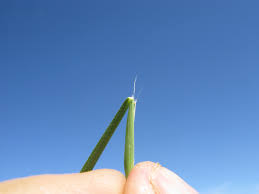 Image result for Rytidosperma davyi