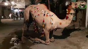 Vidoemo is a video search portal and all of videos are hosted big videos websites (youtube myspace dailymotion ect.) if you see your own videos; Camel For Qurbani Eid 2018 In Lahore Samanabad Camel Qurbani 2018 Heavy Camels Qurbani Video Dailymotion