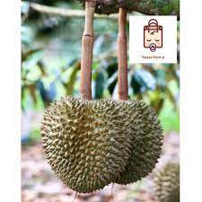 ทุเรียนก้านยาว (kan yao durian) เป็นทุเรียนสายพันธุ์หนึ่ง รสชาติกลมกล่อมอร่อยมาก มีราคาแพงหารับประทานได้ยาก เป็นผลเดี่ยว ผลมีขนาด. à¸• à¸™à¸— à¹€à¸£ à¸¢à¸™à¸ à¸²à¸™à¸¢à¸²à¸§ 1 à¸• à¸™ Shopee Thailand
