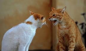 New little kitten hisses at me. Why Does Older Cat Hiss At New Kitten Pawsome Kitty
