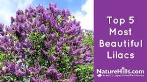 Top 5 Most Beautiful Lilacs Naturehills Com Youtube