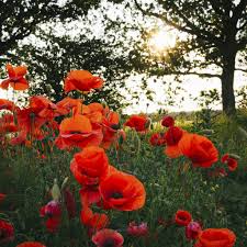 En effet, vous verrez que le coquelicot possède d'autres significations dans le langage des fleurs. Coquelicot Semer Et Planter Ooreka