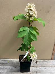 Image result for Hydrangea quercifolia