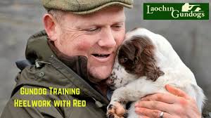 Gundog Training