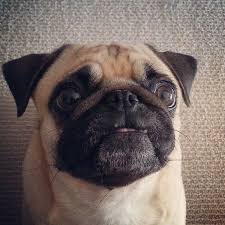 Rosy Has Her First Pimple See It On Her Upper Lip Ah Youth Pug Love Pug Puppies Pug Names