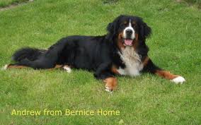 Maybe you would like to learn more about one of these? Bernese Mountain Dog Puppies Dallas Tx Bmo Show