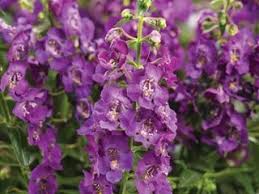 Half hardy annual 3 tall. Angelonia How To Grow Care For Angelonia Plants Garden Design