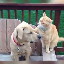 Kedi Kopek Kavgalari Video Izle Indir Videoindirelim Com