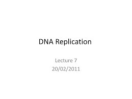 Pdf | accurate dna replication is crucial for cell survival and the maintenance of genome stability. Ppt Dna Replication Powerpoint Presentation Free Download Id 1087536