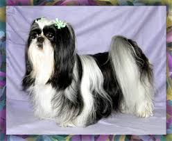 Check spelling or type a new query. Glory Ridge Shih Tzu Home Facebook
